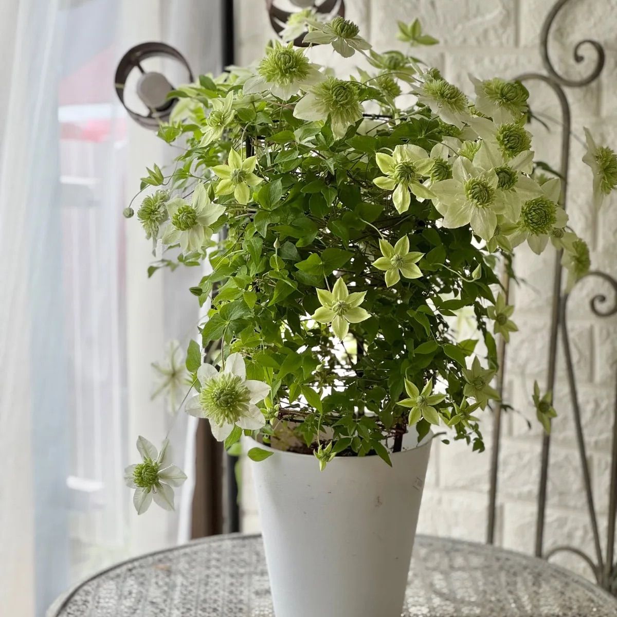 クレマチス『白万重』3.5号ポット苗 クレマチス『白万重』3.5号ポット