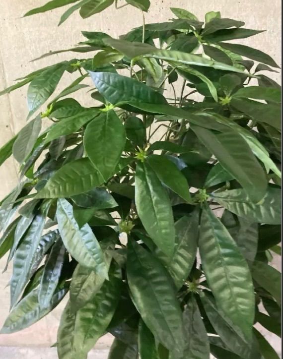 光触媒 人工観葉植物 ウォールグリーン フェイクグリーン パキラ下葉