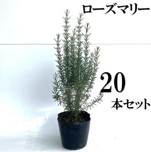 20本セット ローズマリー樹高0.3m前後15cmポット