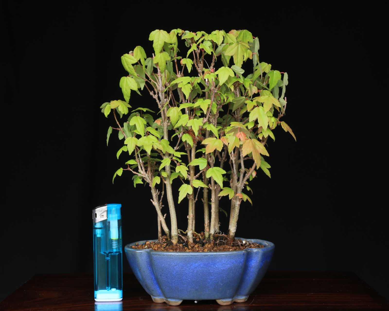 【ガチ盆栽】カエデ　楓　小品盆栽　太幹 ガチ盆栽】カエデ 楓 小品盆栽 太幹