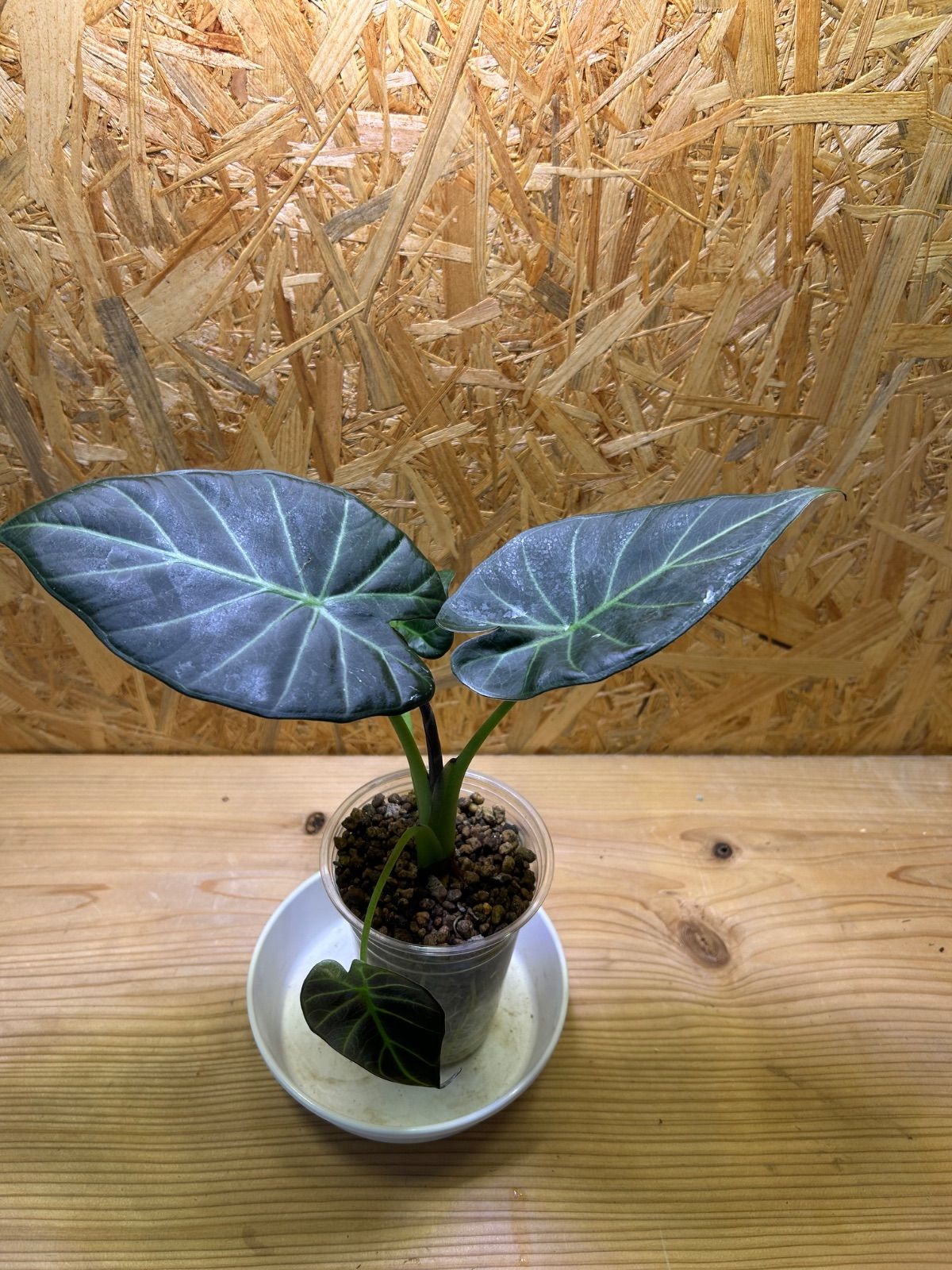 アロカシアリーガルシールド斑入り