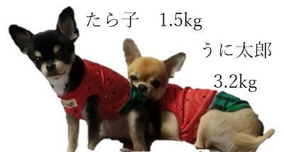 なりきりすいか2024すいかちゃんスモックワンピ/Sサイズ/犬服ハンドメイド なりきりすいか2024すいかちゃんスモックワンピ/Sサイズ/犬服