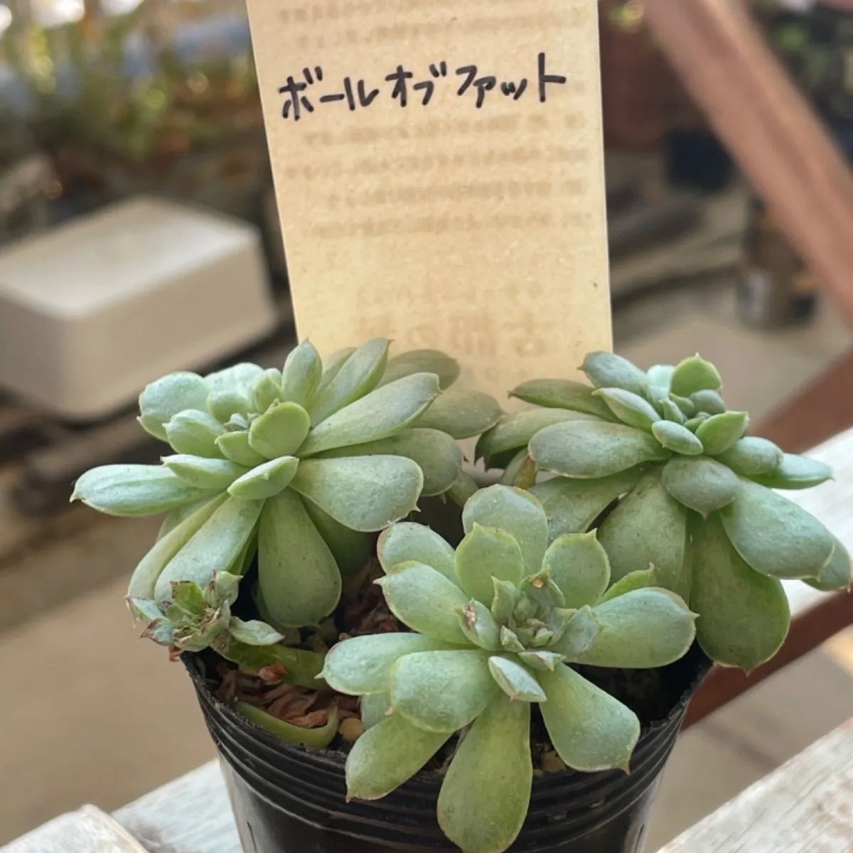 ぼのぼのさん苗 小蝶 多肉植物 Bonobono - 植物/観葉植物