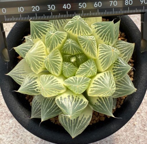 多肉植物 ハオルチア 「白蛇伝」大株 - メルカリ