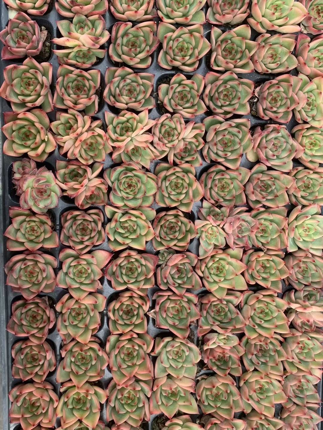 目玉商品♡ 多肉植物 韓国苗 100苗セット♡ 楽天市場】【超目玉