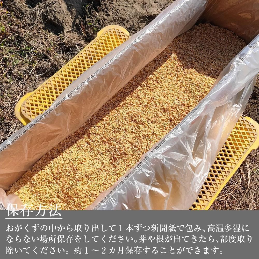 家庭用】砂丘ながいも 長芋 とりたて 10kg程度 とろろ ねばり
