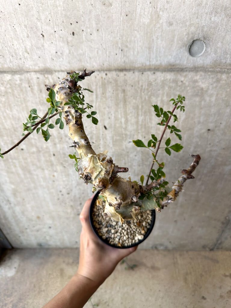 コミフォラ カタフ ターカネンシス 大株 良形 コレクション コミフォラ・カタフ ターカネンシス | 多肉植物・特別な鉢の販売