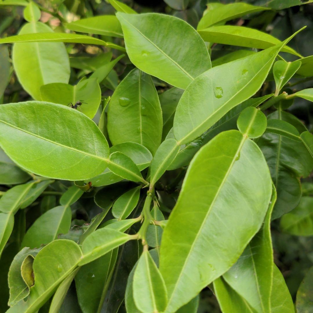 柚子の葉 無農薬 【公式通販】