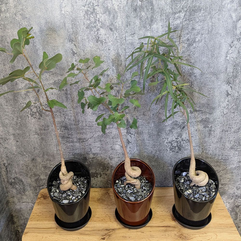 ☆ ボトルツリー•ポプルネウス♪ 陶器 124cm♪ ブラキキトン・ポプルネウス（ボトルツリー）