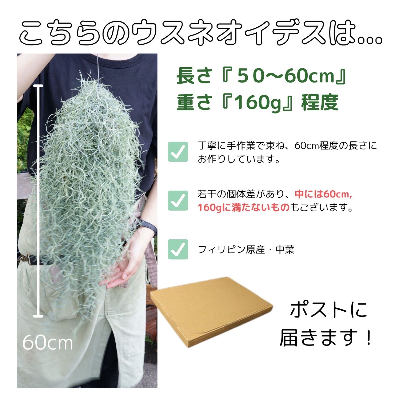 特大サイズのスパニッシュモス（60cm） チランジア エアプランツ ウスネオイデス