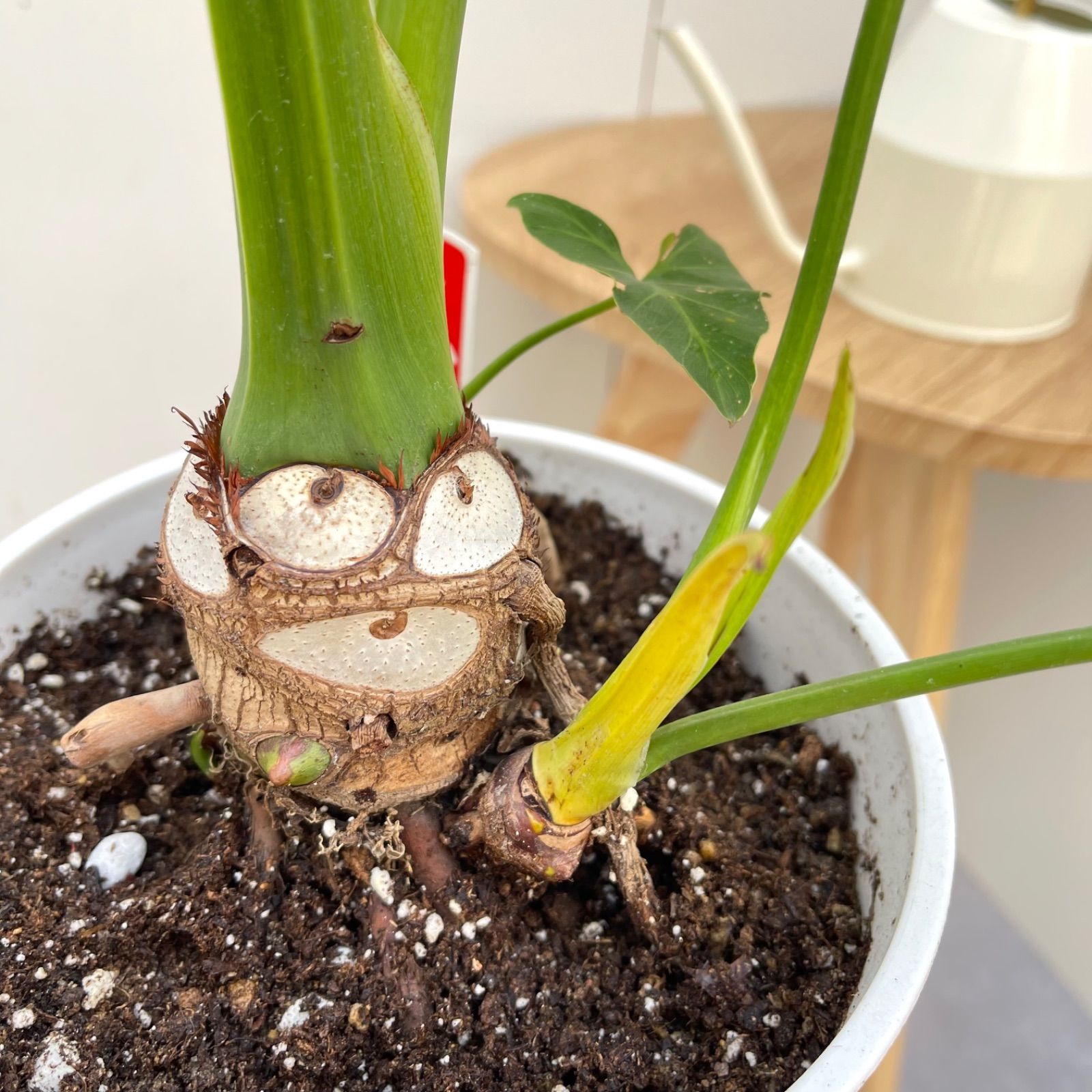 フィロデンドロン セローム 根上がり 2【現品】観葉植物 室内 6号