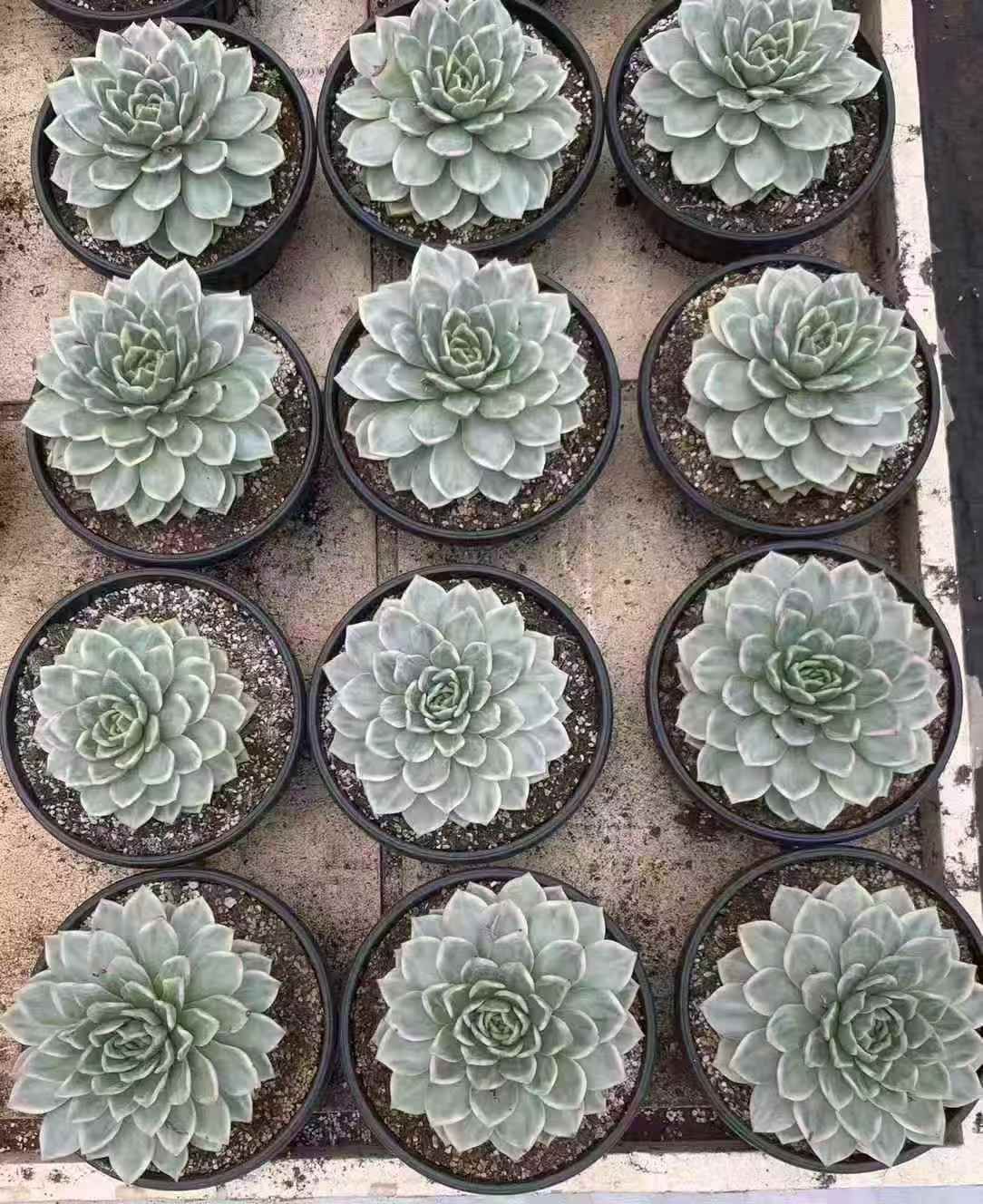 シャンパン錦 多肉植物