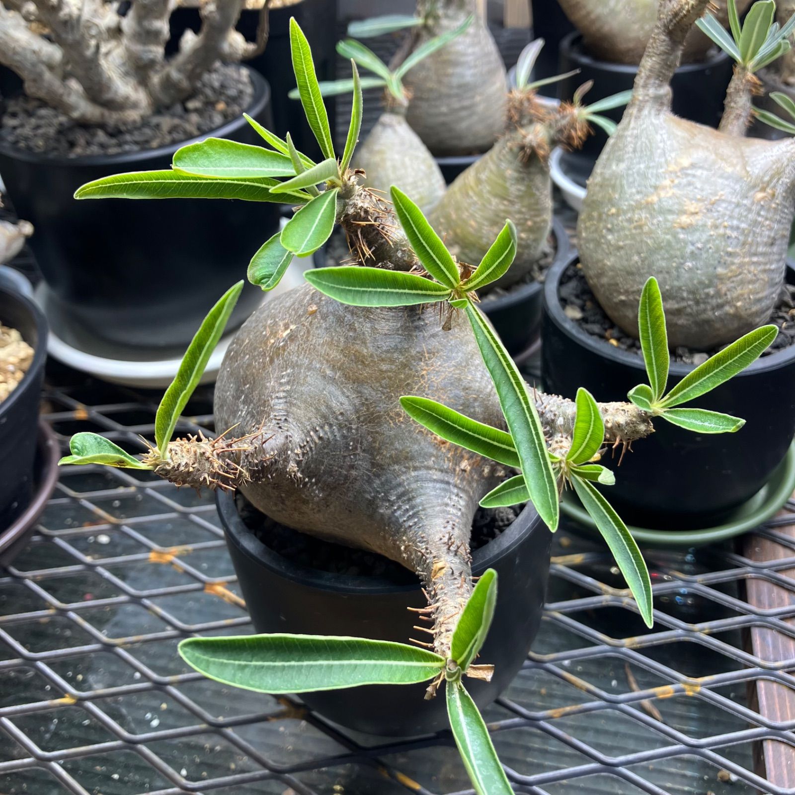 《送料無料》パキポディウムグラキリス　現地球　塊根植物　多肉植物