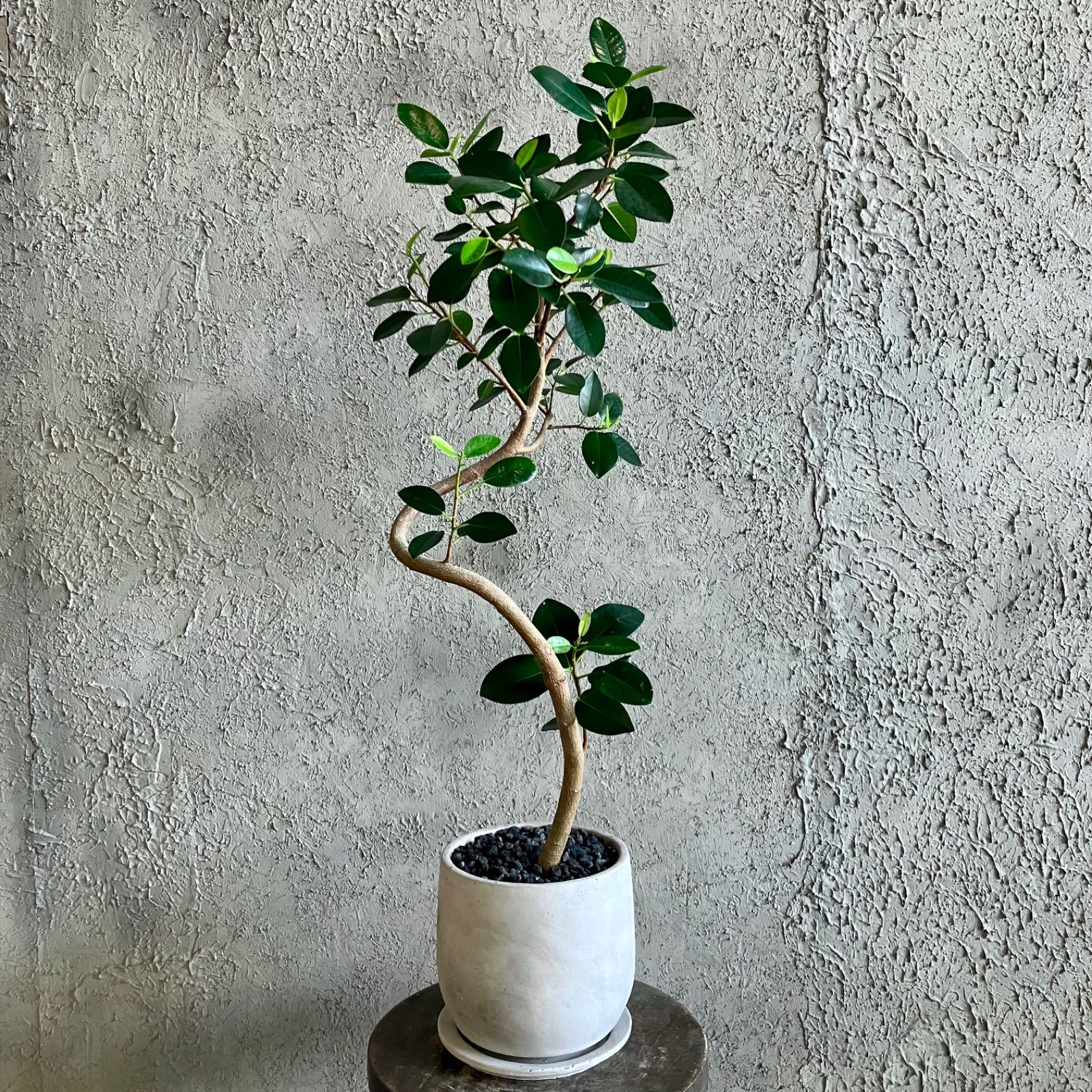 観葉植物 フィカス・ウンベラータ(ゴム) おしゃれ お祝い 6号 観葉植物 フィカス・ウンベラータ(ゴム) おしゃれ お祝い 6号