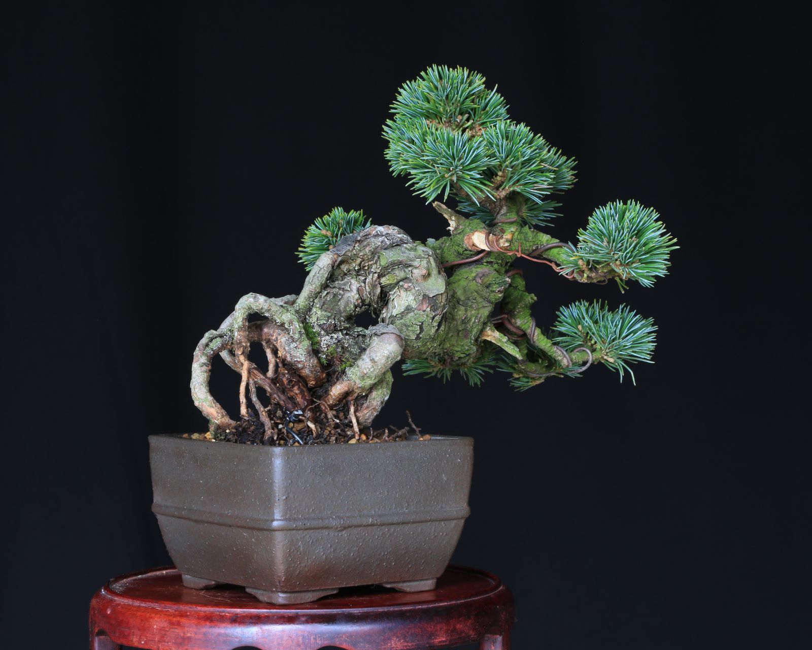 八房五葉松(松国宝) 八つ房五葉松 松国宝