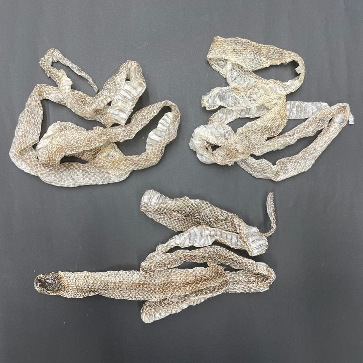 白ヘビの抜け殻まとめ売り467 白蛇の抜け殻3パック！ その他素材 ヘビの古着屋 通販 18544502
