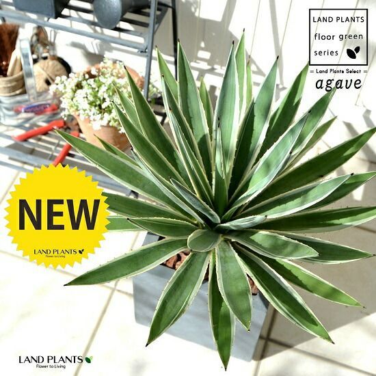 アガベ ハクセンコウ　【管理番号3】 アガベ ハクセンコウ 【管理番号3】