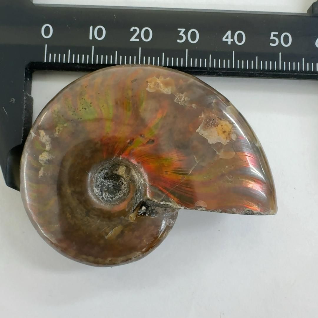 E31087】レッドファイヤーアンモナイト 化石 クリオニセラス