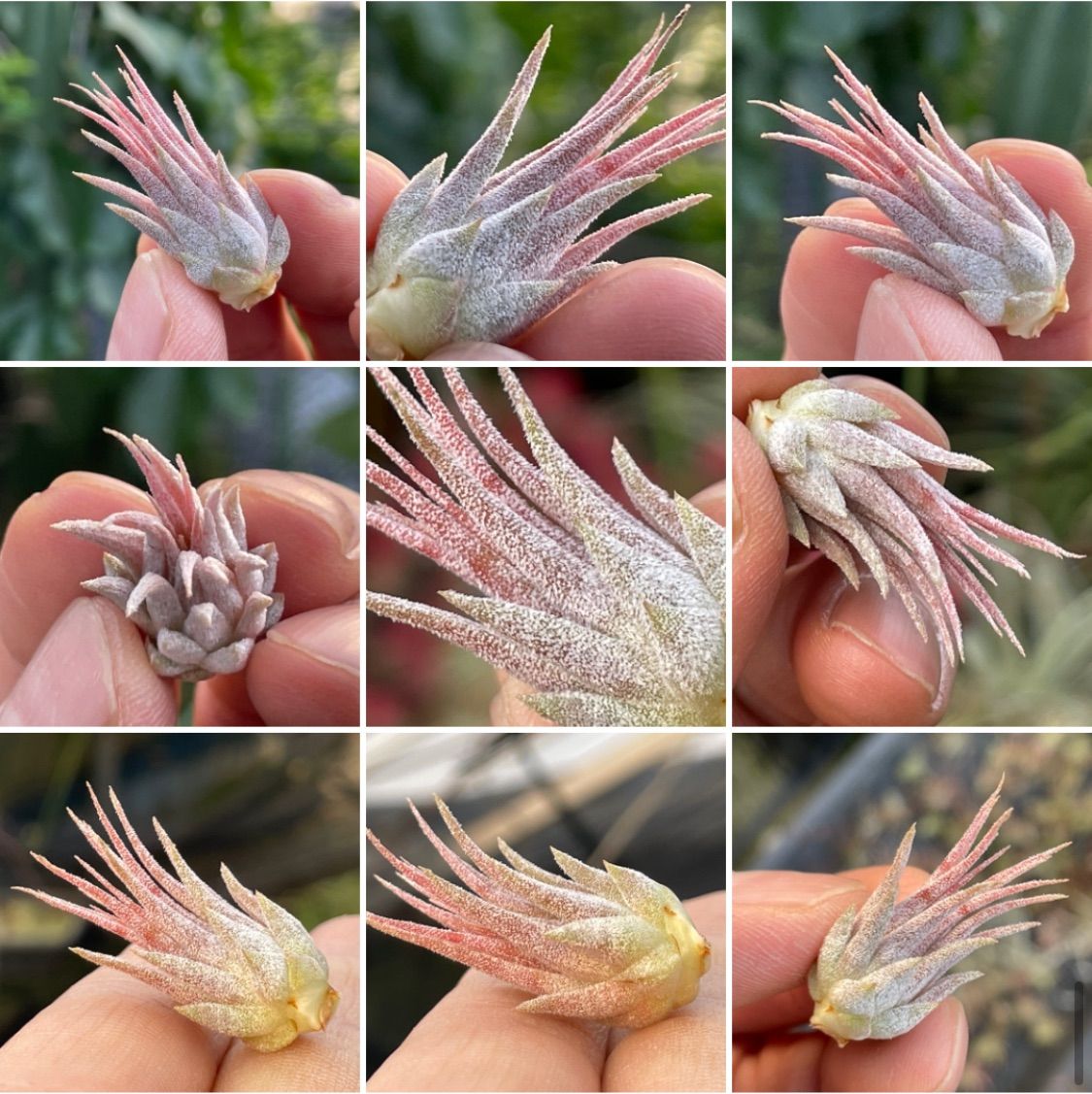 チランジア イオナンタ ディファレンテT.ionantha Differente - メルカリ