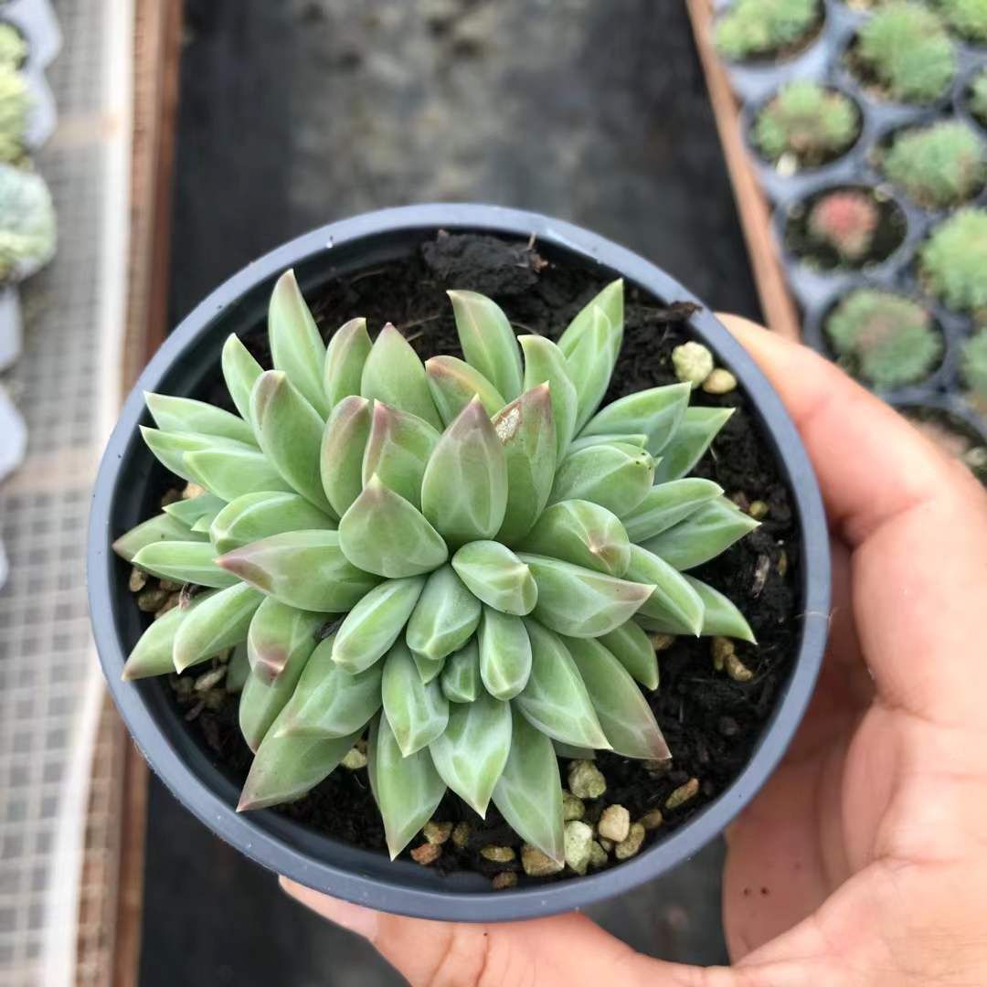 SKL1254×36 ゲンエイビジンマルチ 抜き苗 多肉植物 アエオニウム エケベリア 韓国苗