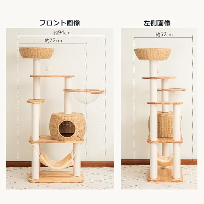 中型猫