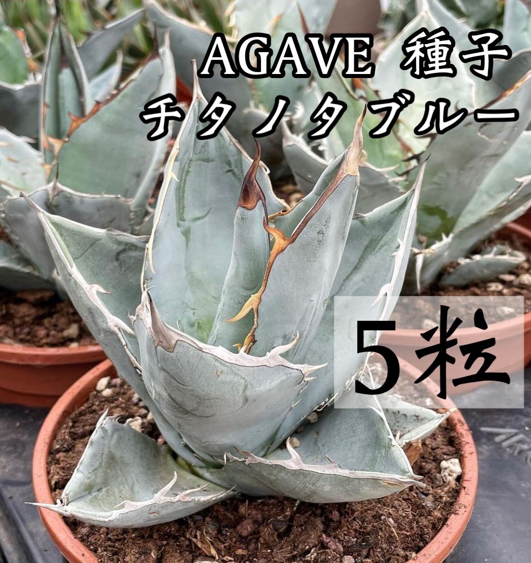 商舗 種子20粒 Agave titanota 'Blue' アガベ チタノタ ブルー econet.bi