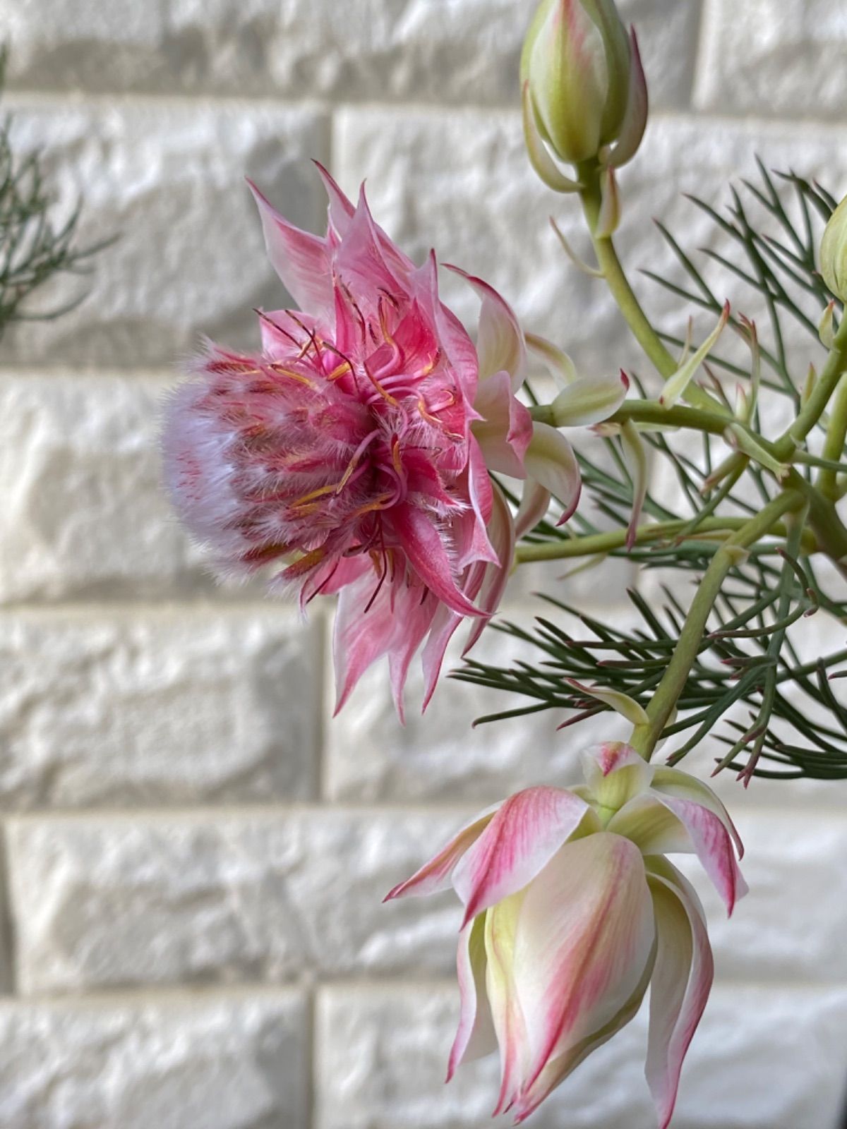 セルリア[プリティピンク] 5号鉢 オージープランツ 観葉 花苗 セルリア