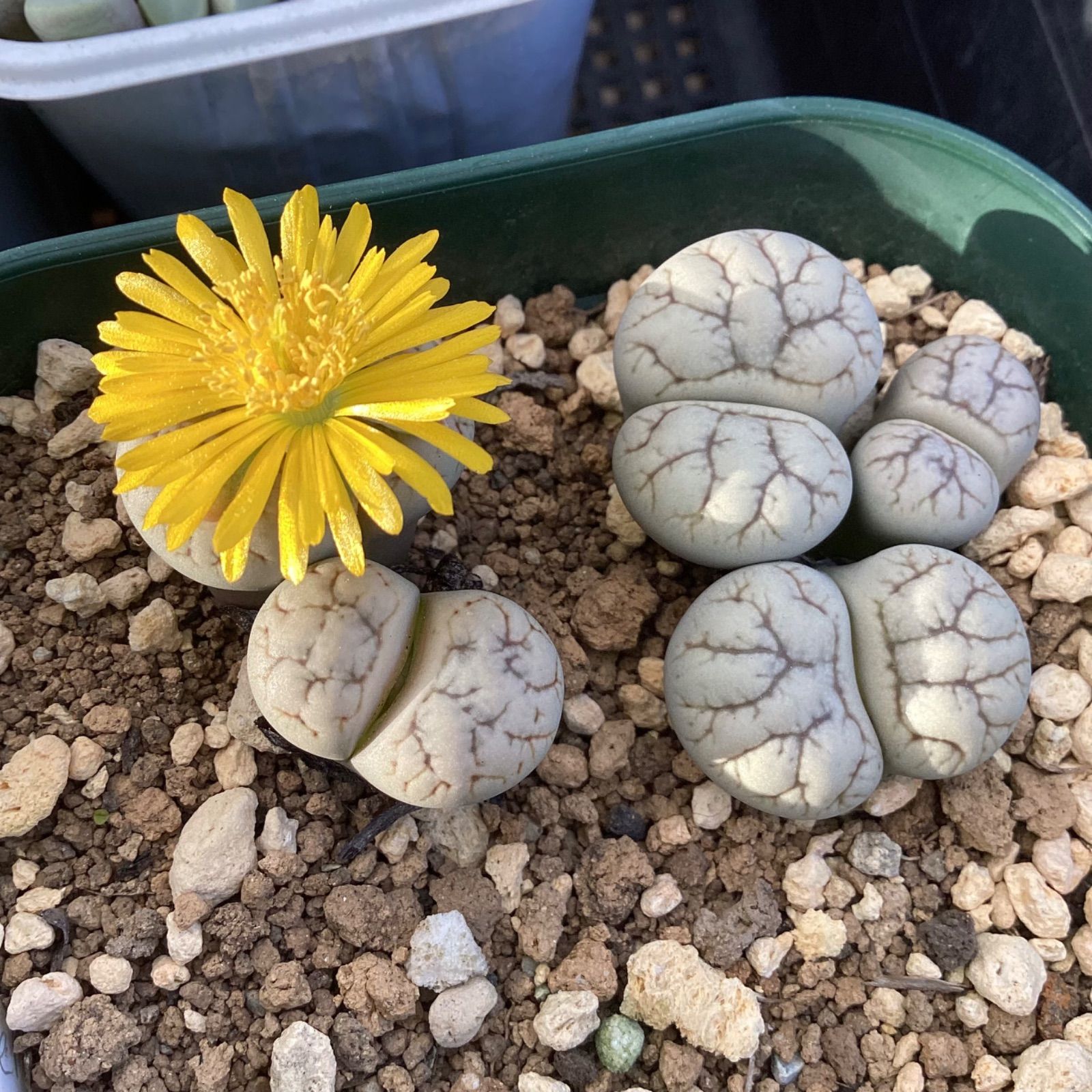 ☆リト－プス C188 werneri☆ 雲映玉 小さなリト雲映玉に、短い花びら♪: 仙人の１２ヶ月