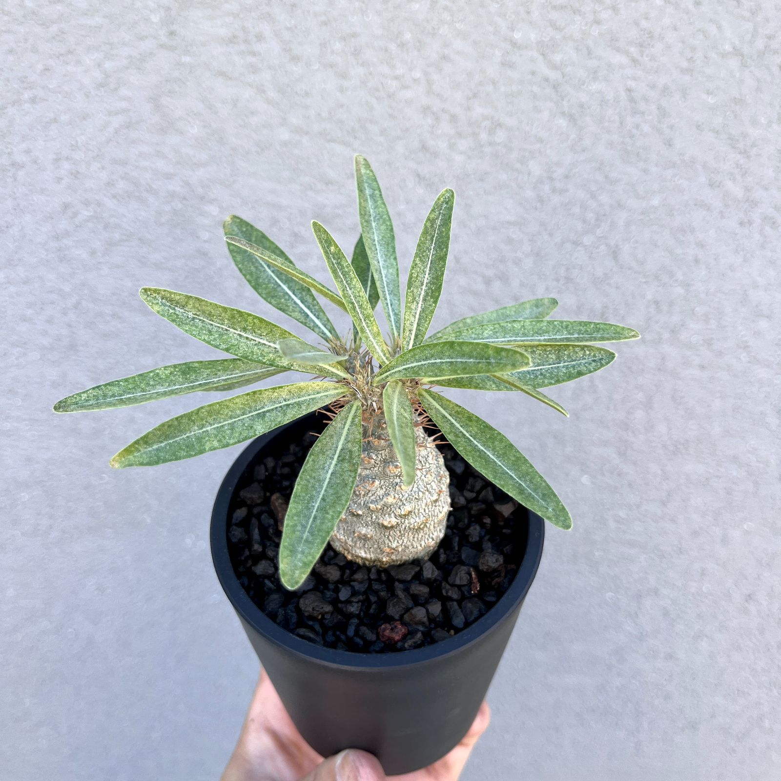 パキポディウム・グラキリス 実生株｜Pachypodium rosulatum var