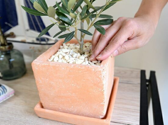 観葉植物 オリーブ オレンジテラコッタ風 キューブ型 陶器鉢【黄色小石