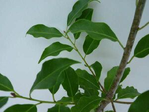 苗|苗木 40本セット ソヨゴ 樹高0.3m前後 10.5cmポット そよご 常緑樹庭木 苗木 苗 植木 庭木 生け垣 kb 40本 40 STEELWINDOWSANDDOORS_COM