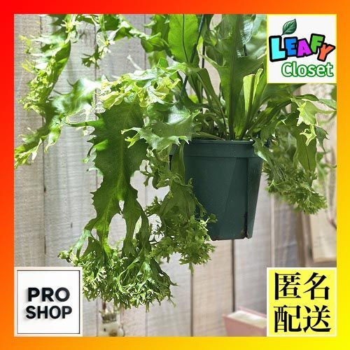 観葉植物 シダ ミクロソリウム ドラゴンウイング 5号スリット吊り鉢
