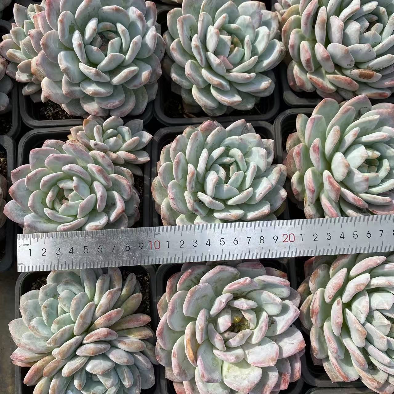 人気の新作入荷！ 35株の抜き苗セット オレンジモンロー単頭 多肉植物 佐川急便発送 エケベリア 韓国苗 NGN1423 年内で出品終了