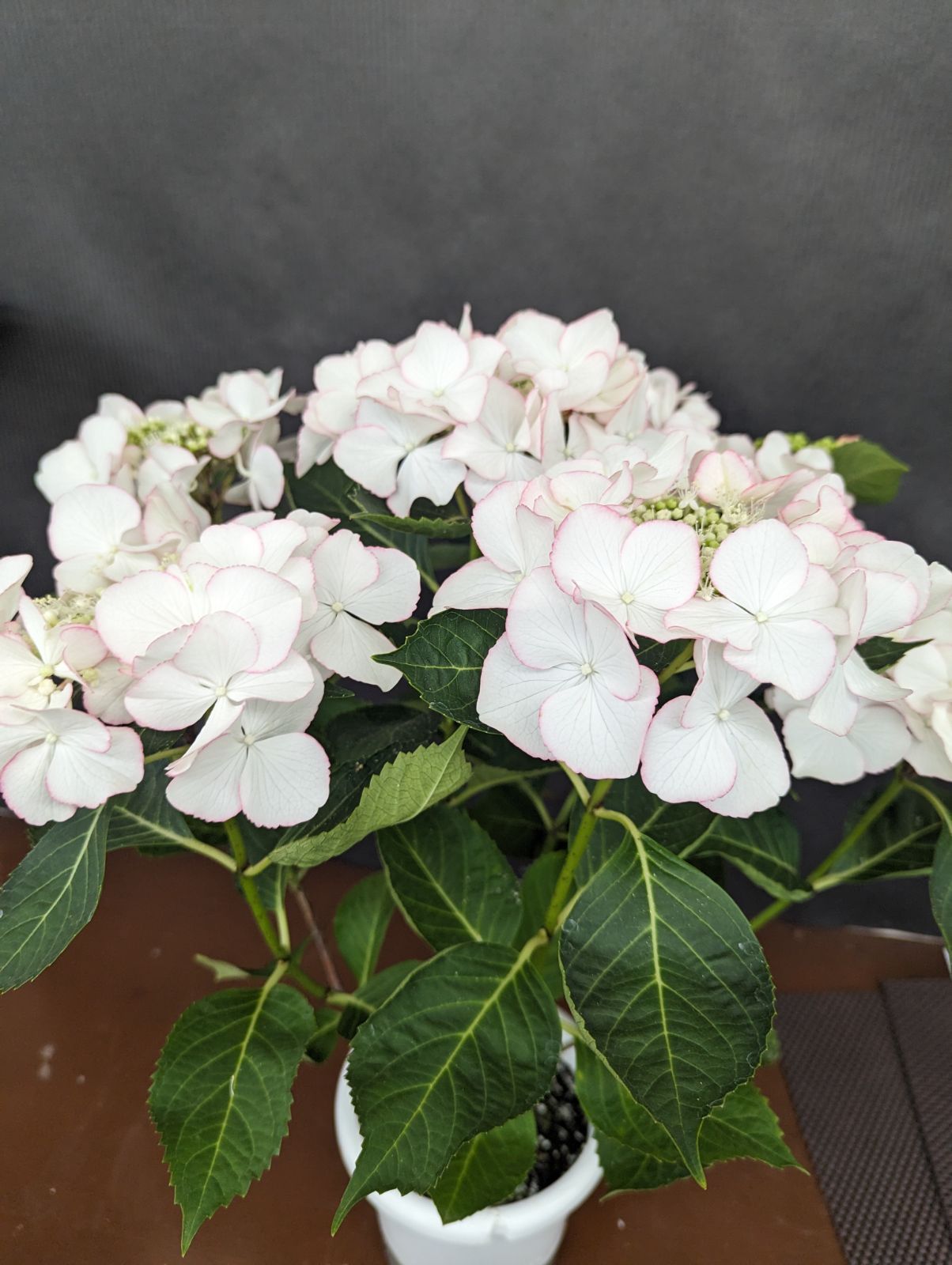 フリスビーペティコート 5号鉢 紫陽花 - メルカリ