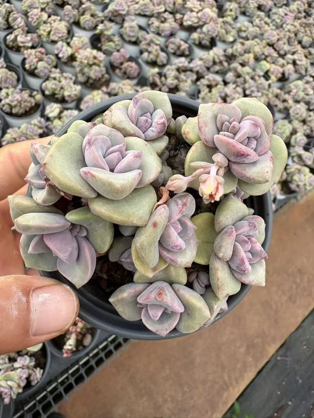 新発売 C6028 グリーンハス 105苗セット 土と根付き 多肉植物