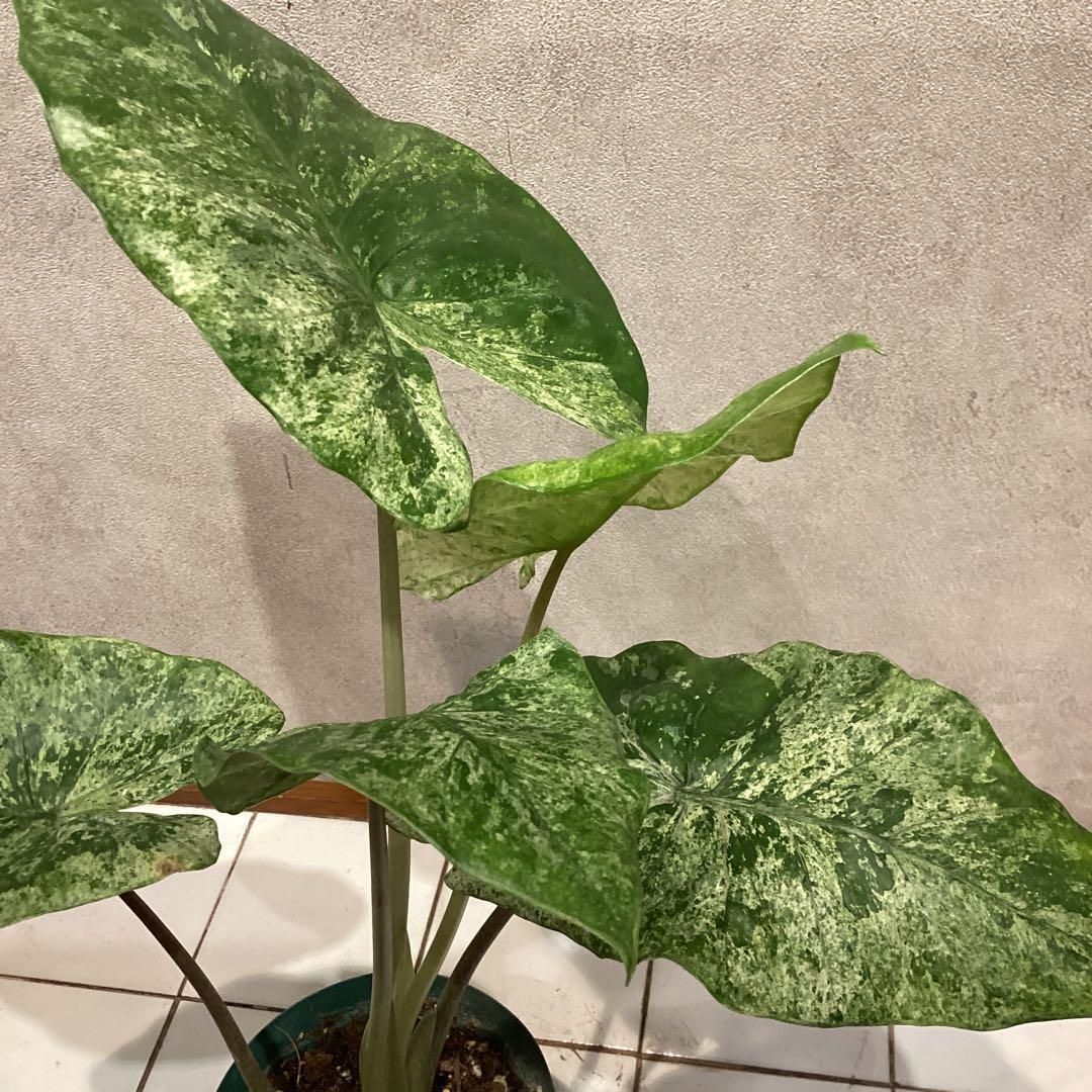 希少❗️アロカシア❤️マクロリザ カモフラージュ 4号鉢 - メルカリ