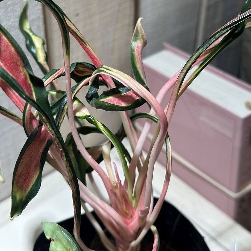 激レア アグラオネマ メデューサ 3.5号ポット 個体A(現品) 希少