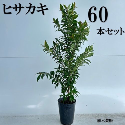80本セット ヒサカキ樹高0.4m前後15cmポット