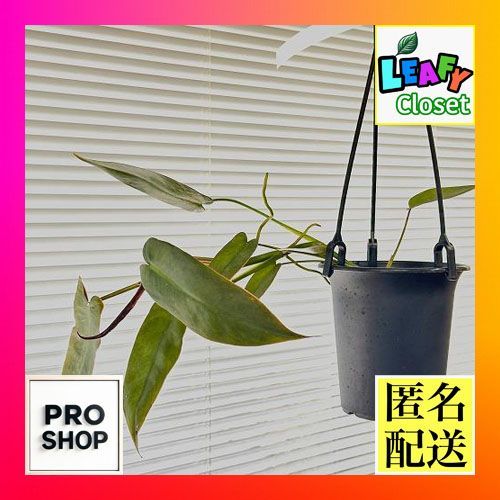 フィロデンドロンアタバポエンセ④ Philodendron atabapoens