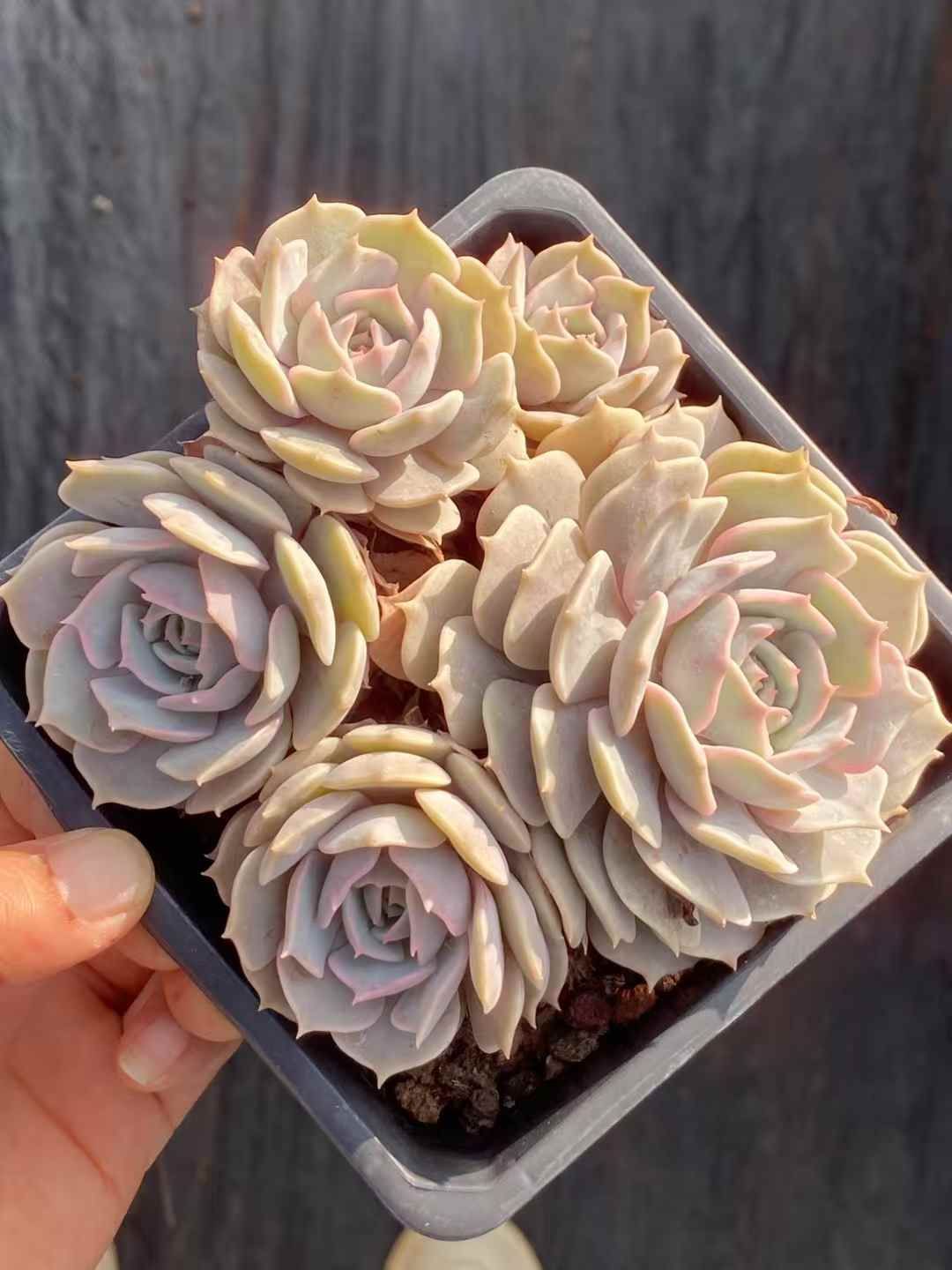 ②多肉植物【ルナレン】抜き苗 エケベリア 新入荷 ルナレン QS1045×12