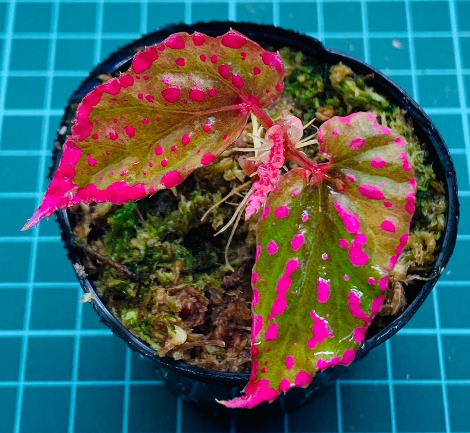 【さらにお値下げしました】ベゴニア百科 Begonia cv. ZERONIA / ' BNS (BLUE NIGHT SKY) ' [ XY-018 / B