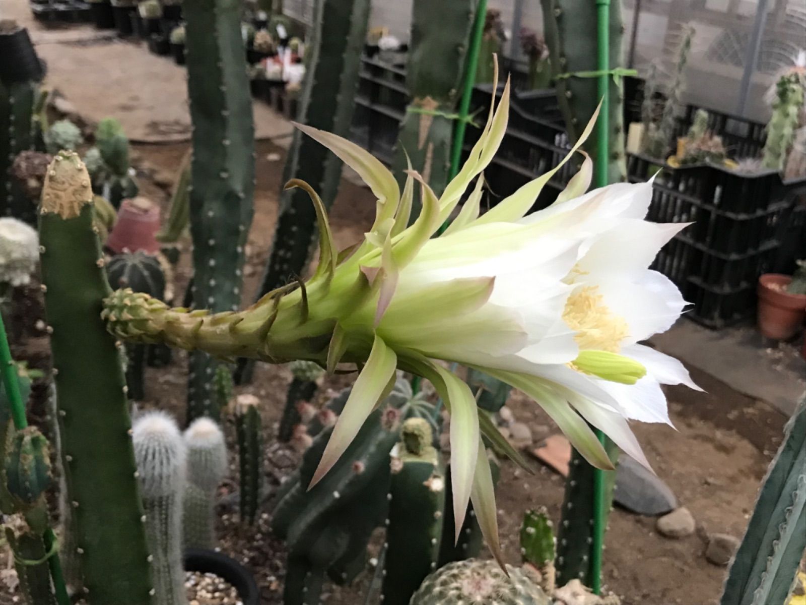 エリオケレウス属「花袖(実生)」☆柱サボテン☆大輪花☆接木に最適 - メルカリ