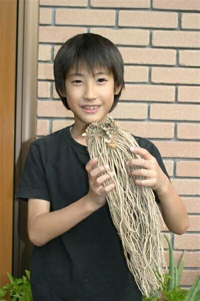 宿根びっくりアスパラ グリーンアスパラ 特大大株40株セット 品種 ウエルカム 新潟県産 重量の関係で他品同梱不可 アスパラガス 苗 野菜