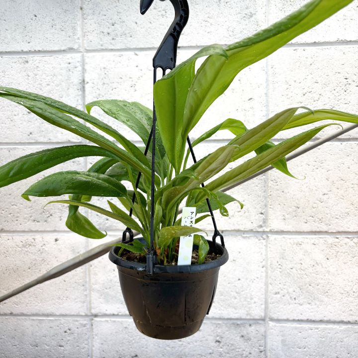 観葉植物】スタイリッシュ アンスリウム バーケリー 5号 吊り鉢
