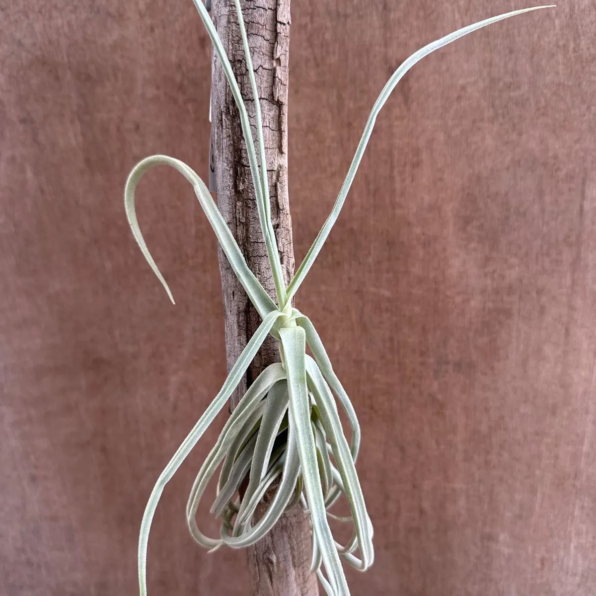 チランジア ドゥラティ 流木付 エアプランツ チランジア・ドゥラティの吊るし方・育て方｜流木に絡ませる方法