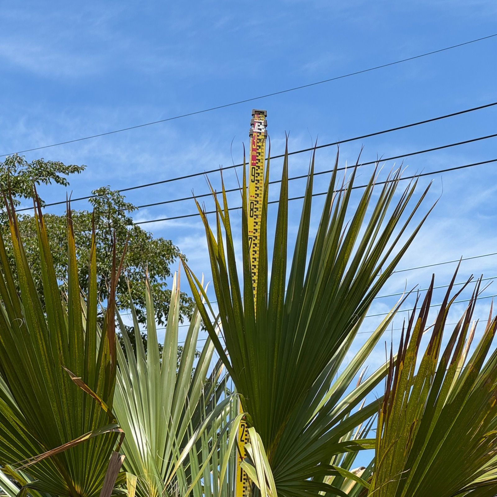 希少】サバルヤシ 3m - メルカリ