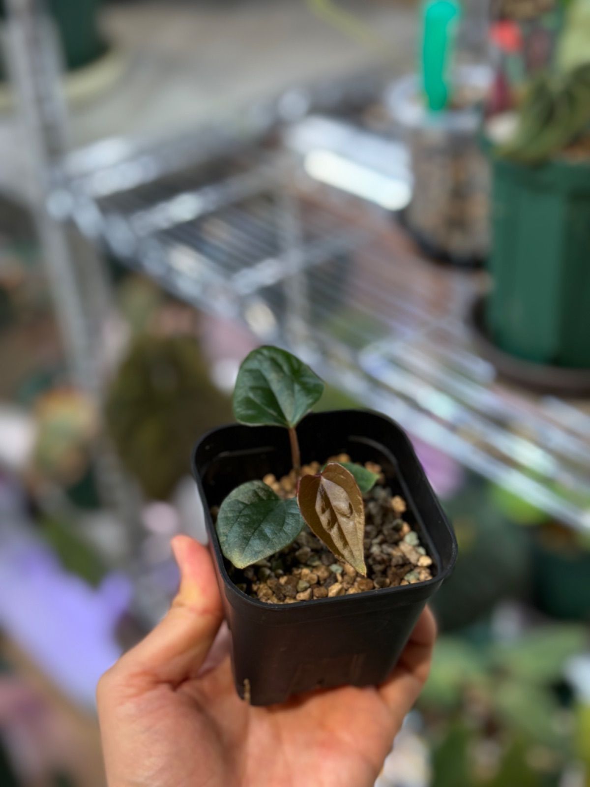 Anthuroom】(select) Anthurium 