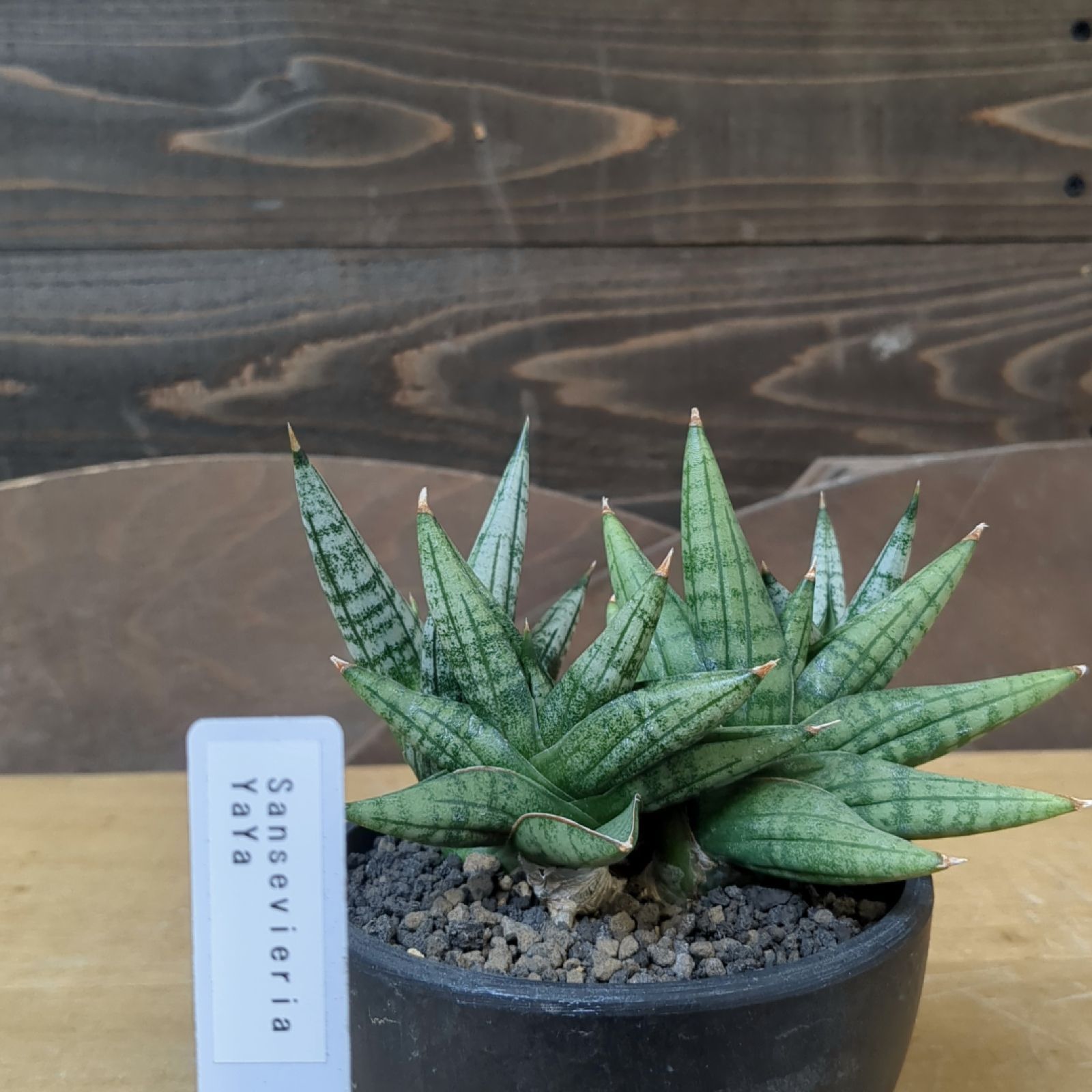 ☆S-38 希少 サンスベリア ヘッジホッグ 鉢ごとメルカリ発送 Amazon｜サンセベリア：ヘッジホッグ 3号[稀少なサンスベリア