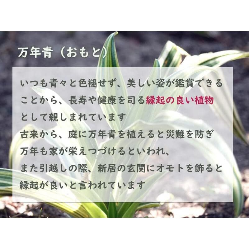 縁起物万年青おもとオモト鉢植え宝船