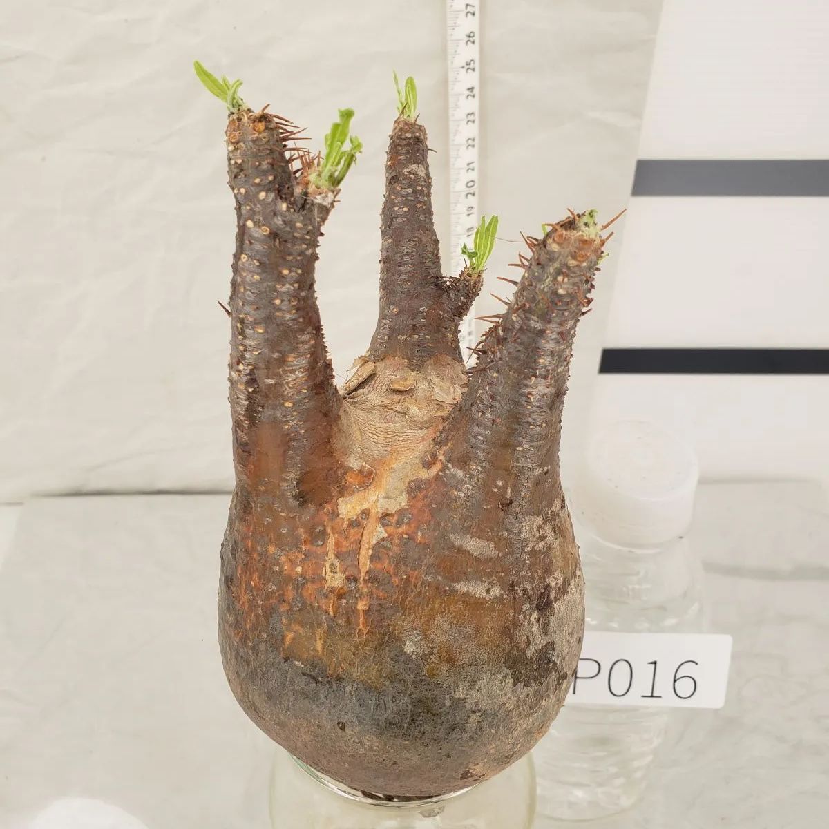 P016【最新到着】Pachypodium グラキリス（MS)（現地球・抜き苗）【塊根植物】 - メルカリ